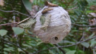 Western Yellowjacket Nest