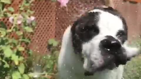 Brown dog shaking of water in slow motion