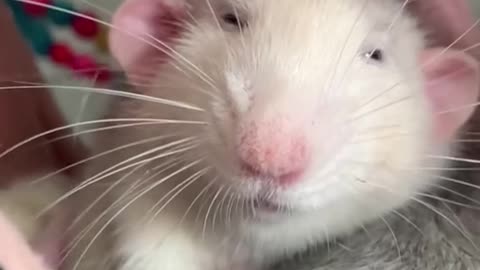 Funny Pet Rat