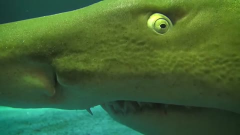 Footage:Sitting Shark Close up HD