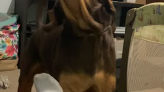 Hound Howls for Grandma's House