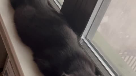 Sleepy Cat's Perfect Window Sploot