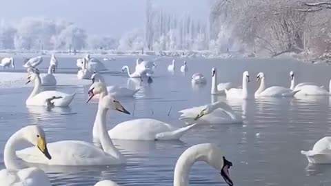 They not afraid of cold in winter