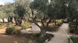 The Garden of Gethsemane/Church of All Nations/Eastern Gate