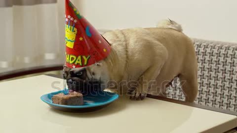 Funny pug dog birthday party