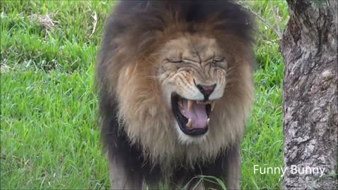 Laughing Funny Lion