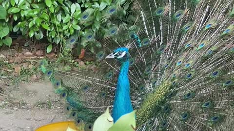 The peacock