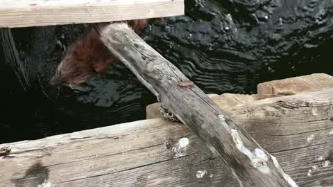 Man Accidentally Catches Muskrat instead of Fish