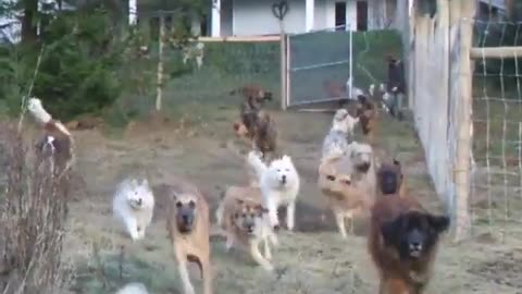 Dude adopts 45 dogs and lets them loose in their own 4 acre enclosed preserve