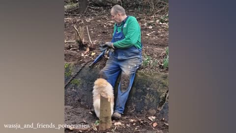 Funny Dog and Human That will Brighten Up Your Day 😍