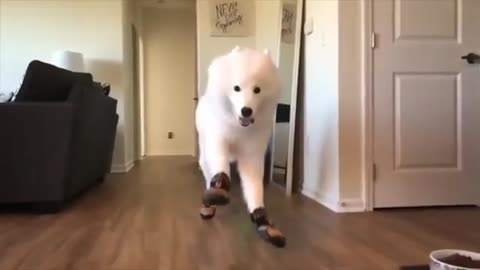 The first time Samoye dogs wear shoes