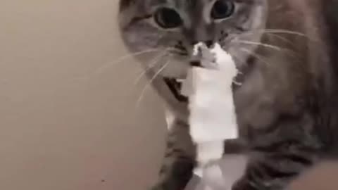 Cat using bathroom tissupaper