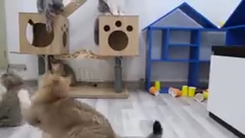 Funniest animal video