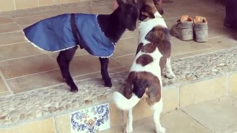 Budding Friendship Between Baby Goat and Dog