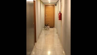 Bull Terrier vs Front Door