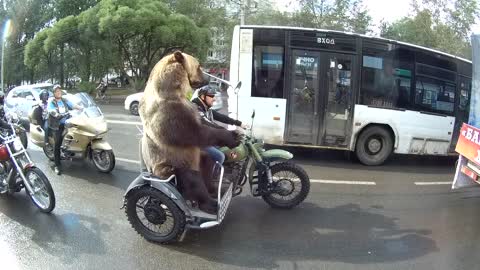 Adventurous Bear Rides Motorcycle, And It's So Much Fun