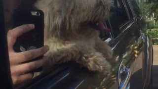 Music brown dog hangs head out of black car window