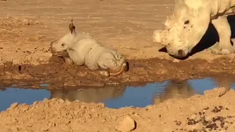 Tiny Baby Rhino Enjoys Taking Mud Baths While Playing In The Dirt