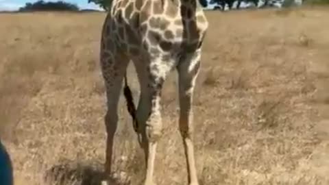 Awesome Giraffe