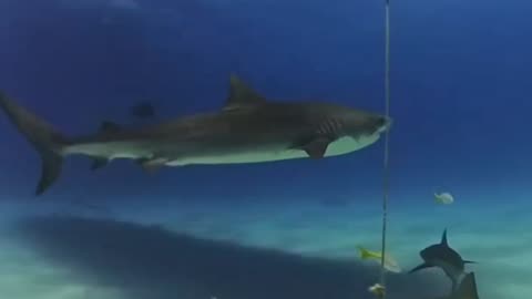 Tiger Shark selfie