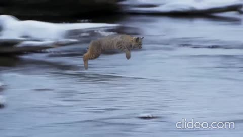 A lynx is in a jump