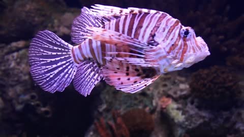 Beautiful Fish in under water