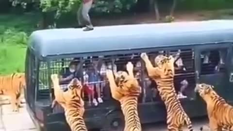 Tiger Dangerous Wild Animals tiger vs human