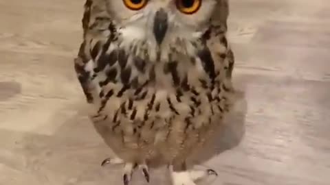 Very cute owl, walk very graceful