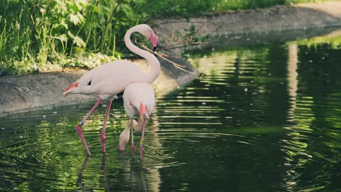 flamingos birds dancing new