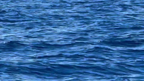 Whales Beautifully Breaching The Waves