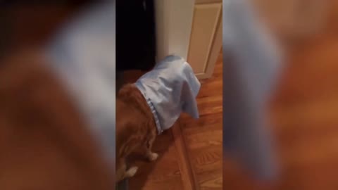 Funny dog, clothes on head