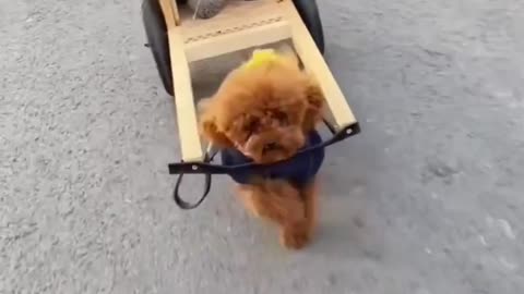 cute dogs having fun with each other