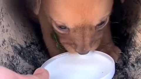 10 PUPPIES EAT THEIR 1ST MEAL!!