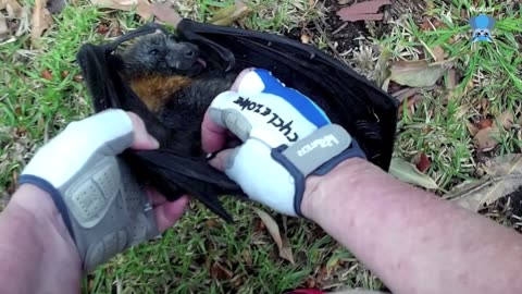 Baby flying-fox in care this is Strawberry Daiquiri with Maggie