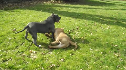 Merle Micro bully vs blue pocket bullies play louie v line dax line gotty line remy line