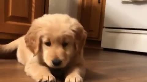 Golden Retriever puppy completely baffled by ice cube