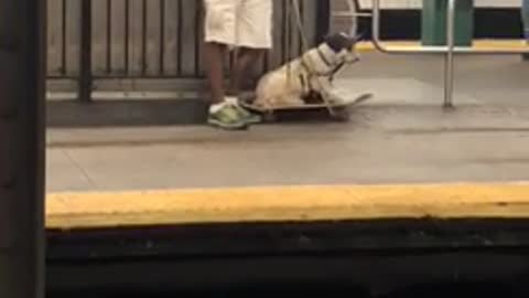 White dog laying down on top of skateboard subway station