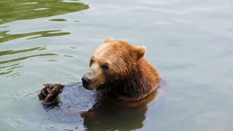 Bear, Water, To Bathe, Animal, Predator, Dangerous