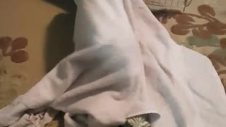 Pequeño cachorro batalla por escapar de una toalla de baño