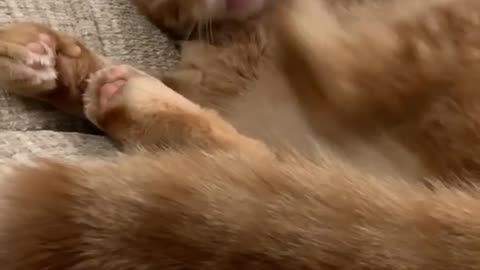 This Cat's Foot Seem to be Confused