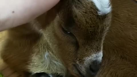 Reunited and it feels so good! This rescued baby goat is back where she belongs 🌟