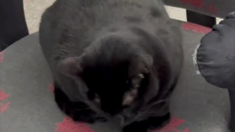 Adopting a Cat from a Shelter Vlog - Cute Precious Piper Shows How to Be an Office Loaf #shorts