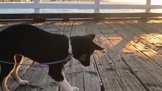 Black german shepherd puppy realizes standing above water