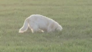 dog digs in the field