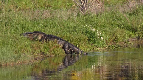 Two large alligators. Fight for territory