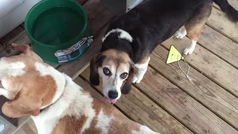 Beagle cleaning Beagle