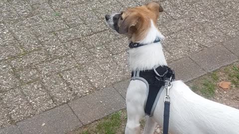 Scared dog on a leash for the first time