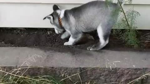 Husky Puppy Learning How To Dig