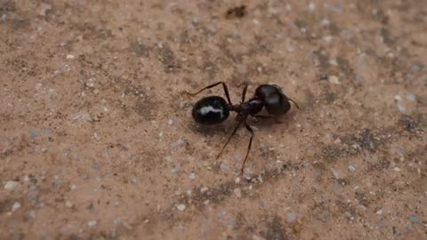 Big Black Ants Walk Master In Field