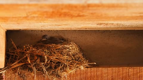 Male Bird Took Female Egg When It Came Out In Nest